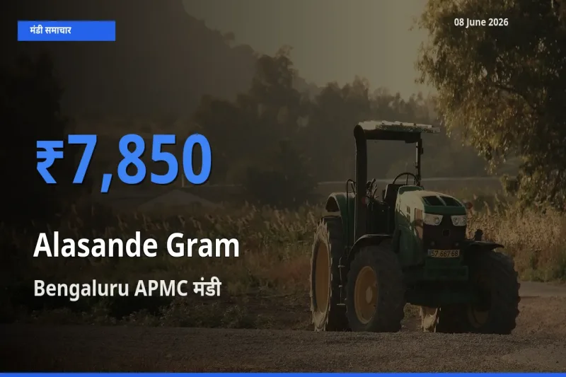 टॉप मंडी बना Bengaluru APMC! लोबिया (चावली) के सबसे ऊँचे दाम यहीं दर्ज