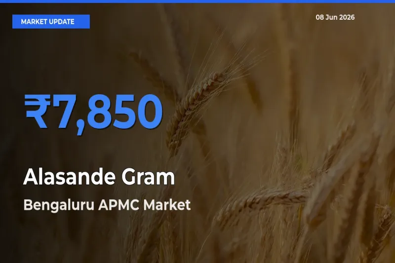 Bengaluru APMC Offers ₹7,850 – Highest Alasande Gram Rate Today