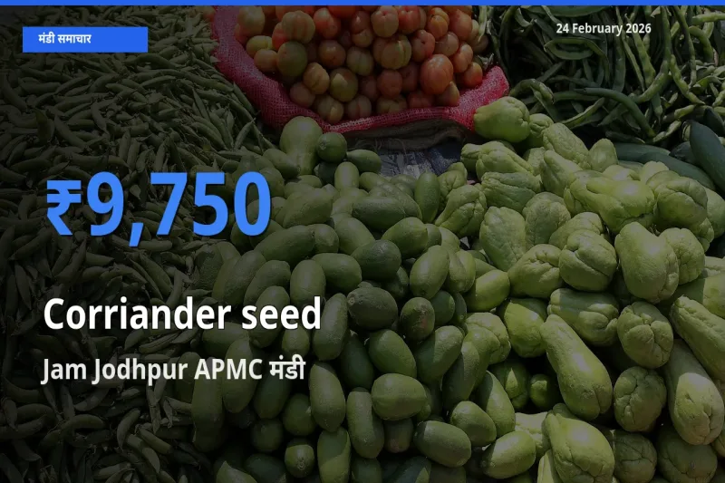 आज Corriander seed के सबसे ज़्यादा दाम Jam Jodhpur APMC मंडी में दर्ज