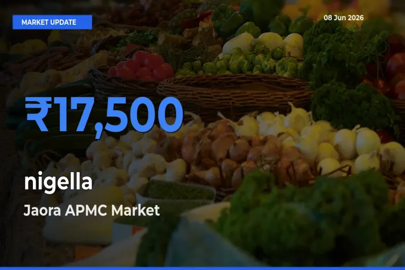 Jaora APMC Records Highest ₹17,500 Rate for nigella