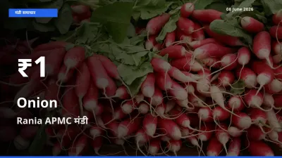 आज का मंडी भाव: Rania APMC में प्याज 30 दिन के सबसे कम स्तर पर