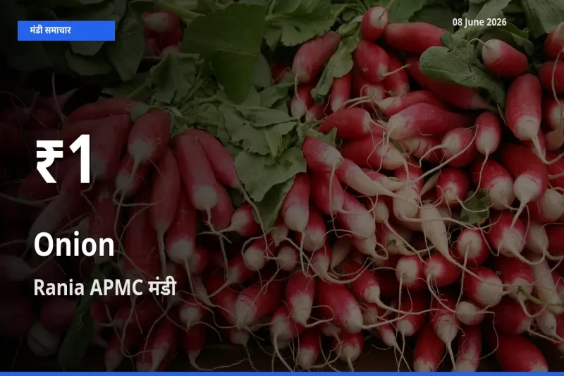 आज का मंडी भाव: Rania APMC में प्याज 30 दिन के सबसे कम स्तर पर