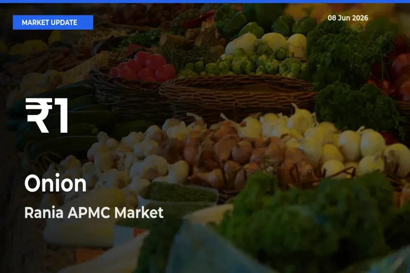 Sharp Fall! Onion Prices Drop to 30-Day Low in Rania APMC