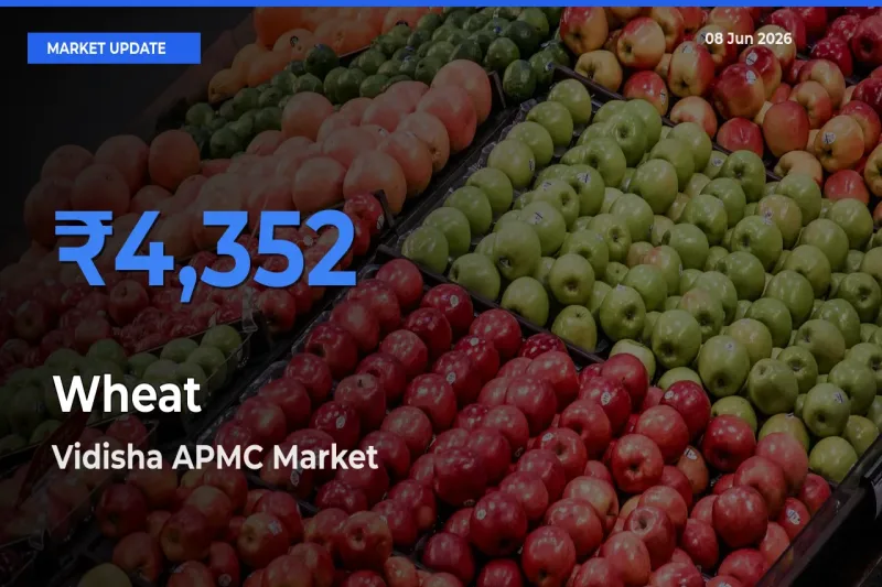 Wheat Mandi Rate Today: Vidisha APMC Tops the List