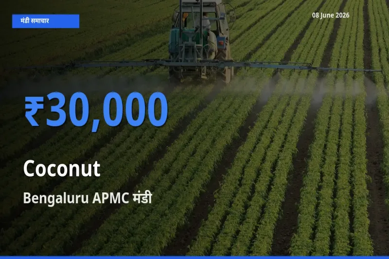 08 June अपडेट: नारियल के सबसे ऊँचे दाम Bengaluru APMC मंडी में