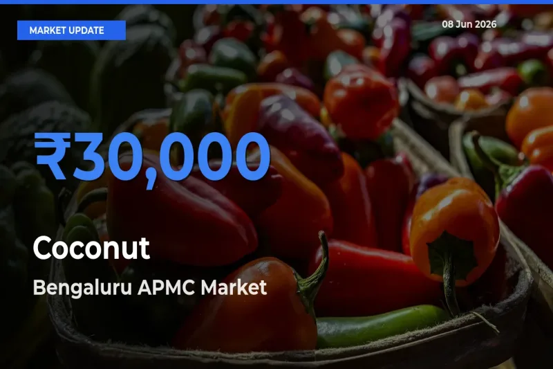 Bengaluru APMC Records Highest ₹30,000 Rate for Coconut
