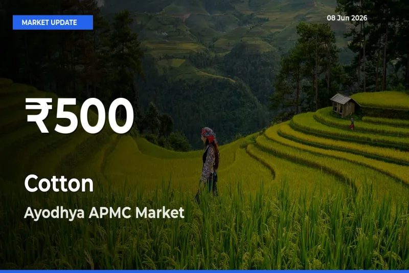 Cotton Prices Touch 30-Day Low in Ayodhya APMC – June 08 Update