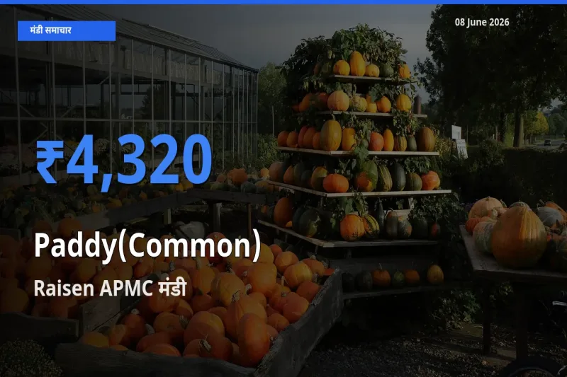 Raisen APMC मंडी में धान (सामान्य) ₹4,320 पर पहुँचा – आज का सर्वोच्च भाव