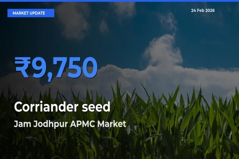 Corriander seed Mandi Rate Today: Jam Jodhpur APMC Tops the List
