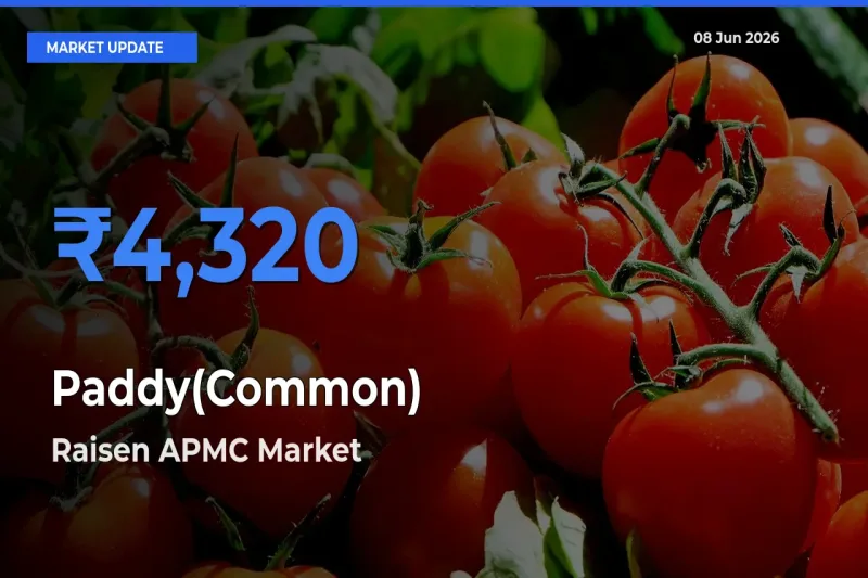 Farmers Prefer Raisen APMC as Paddy(Common) Hits Highest Rate