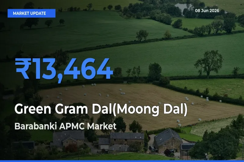 Farmers Prefer Barabanki APMC as Green Gram Dal(Moong Dal) Hits Highest Rate