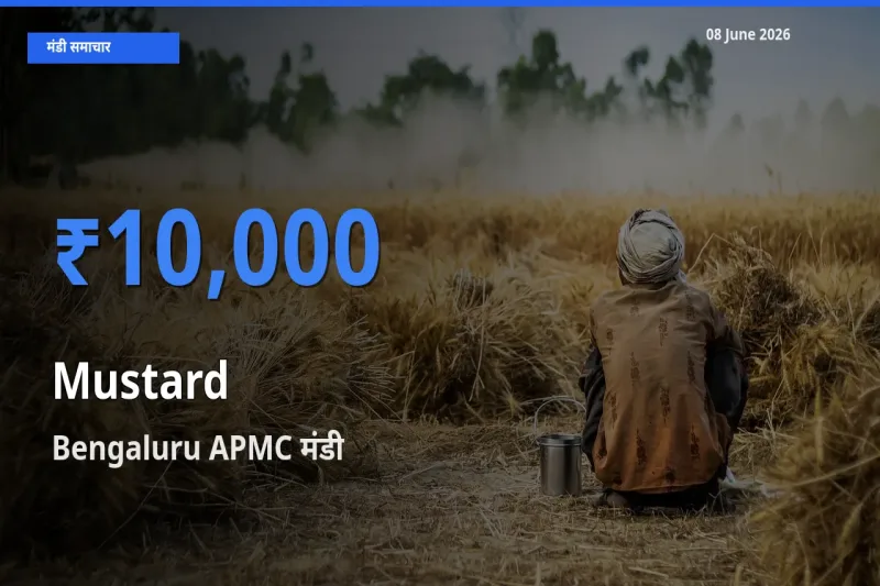 08 June अपडेट: सरसों के सबसे ऊँचे दाम Bengaluru APMC मंडी में
