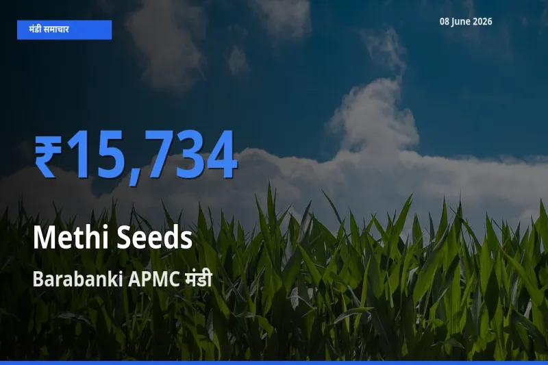 Barabanki APMC मंडी में मेथी दाना ₹15,734 पर पहुँचा – आज का सर्वोच्च भाव