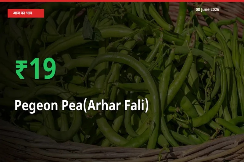 तेज़ तेजी! मंडी में अरहर फली के दाम 18.86% चढ़े