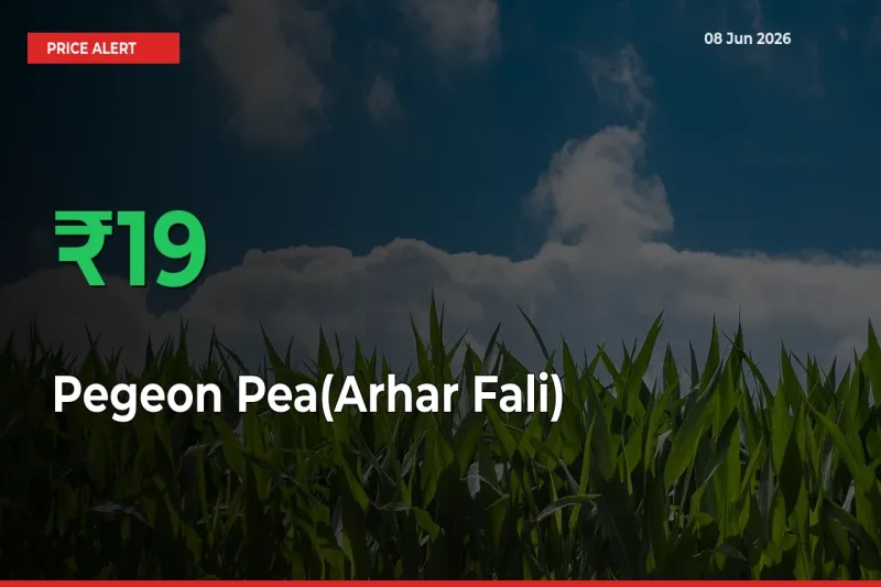 18.86% Spike in Pegeon Pea(Arhar Fali) Prices – Mandi Sees Sudden Rally