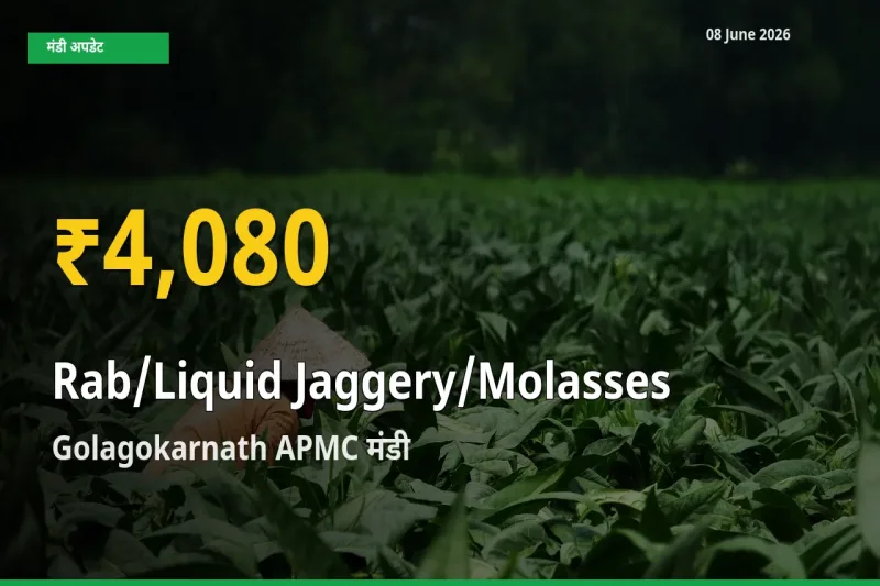 Golagokarnath APMC में तरल गुड़ ₹4,080 पर पहुँचा – अब तक का उच्चतम भाव