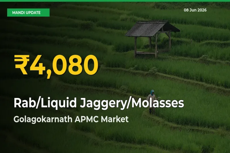 Rab/Liquid Jaggery/Molasses Price Hits New High in Golagokarnath APMC Today – Check Latest Mandi Rates