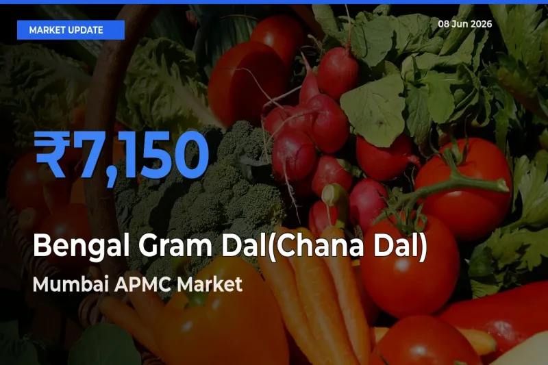 Farmers Prefer Mumbai APMC as Bengal Gram Dal(Chana Dal) Hits Highest Rate