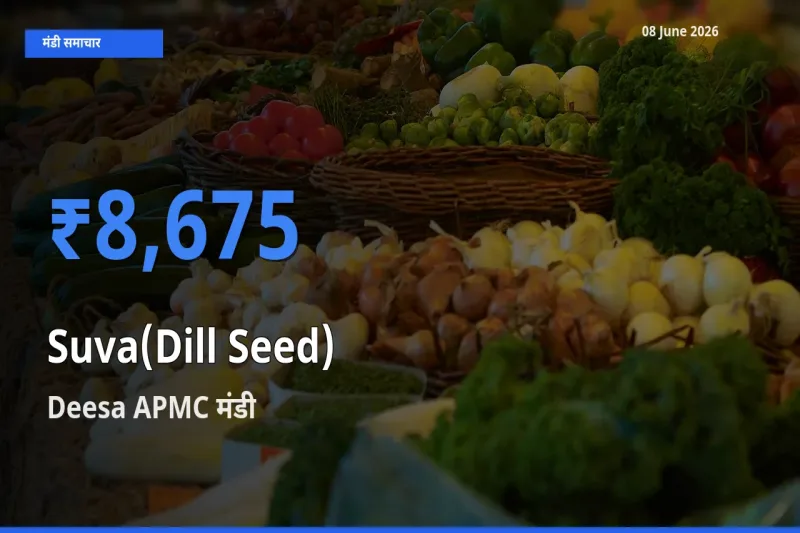 किसानों की पसंद बना Deesa APMC, सुवा (डिल सीड्स) के सबसे अच्छे दाम
