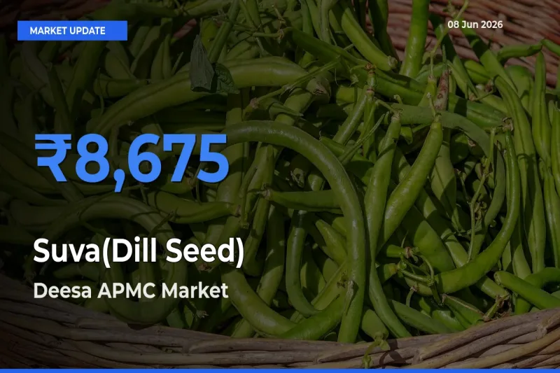 Deesa APMC Records Highest ₹8,675 Rate for Suva(Dill Seed)