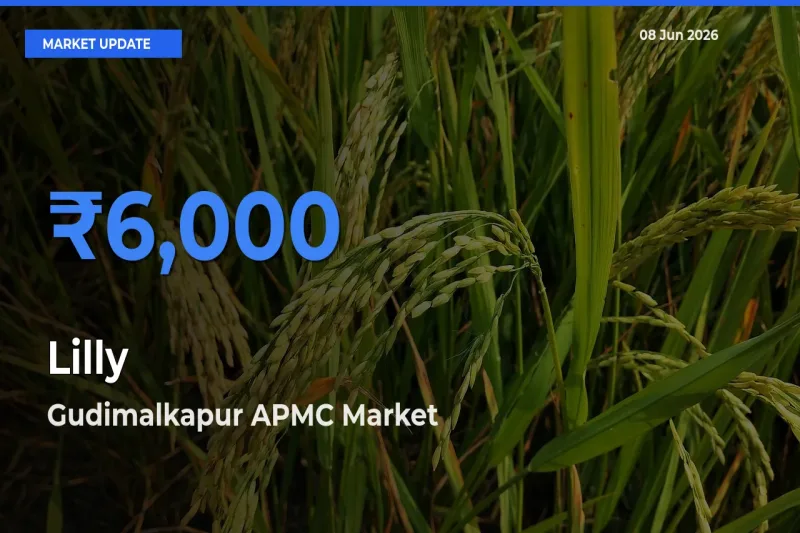 Gudimalkapur APMC Offers ₹6,000 – Highest Lilly Rate Today