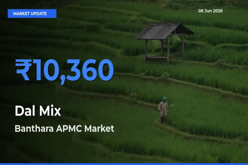 Dal Mix Mandi Rate Today: Banthara APMC Tops the List