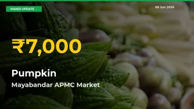 Pumpkin Hits Fresh High in Mayabandar APMC Today