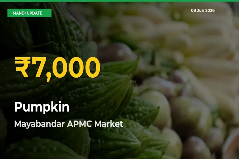 Pumpkin Hits Fresh High in Mayabandar APMC Today