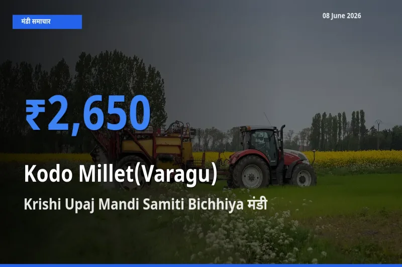 08 June अपडेट: कोदो बाजरा के सबसे ऊँचे दाम Krishi Upaj Mandi Samiti Bichhiya मंडी में