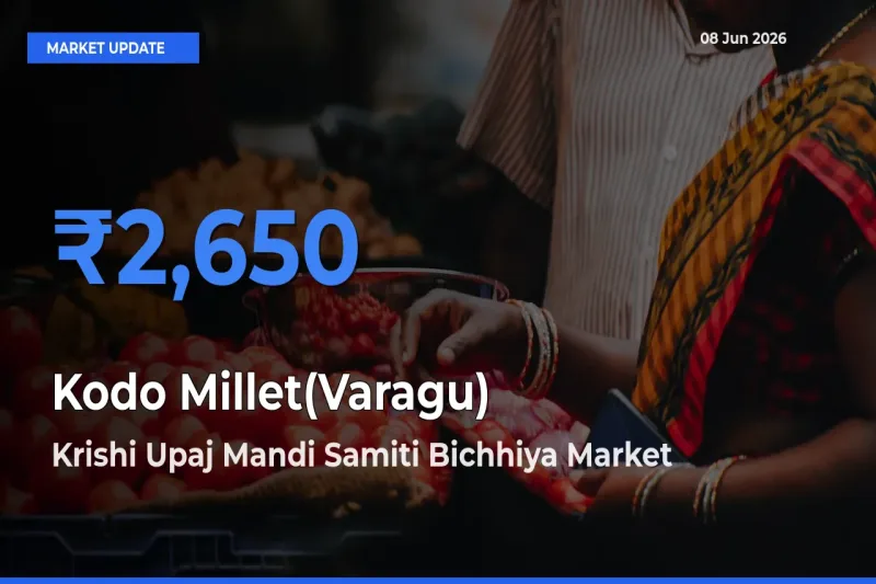 Market Watch: Krishi Upaj Mandi Samiti Bichhiya Becomes Top Mandi for Kodo Millet(Varagu)