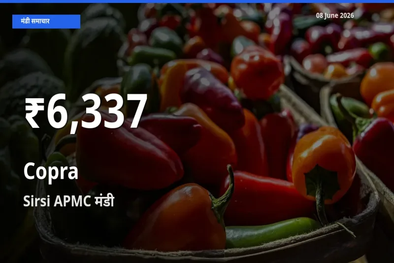 Sirsi APMC में सूखा नारियल ₹6,337 पर गिरा – 30 दिन का न्यूनतम भाव