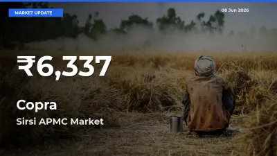 Copra Falls to ₹6,337 in Sirsi APMC – 30-Day Lowest Rate