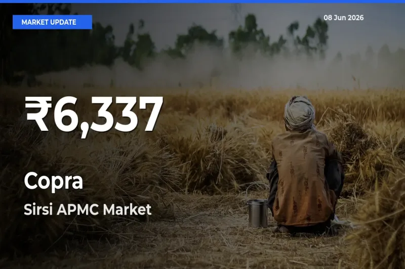 Copra Falls to ₹6,337 in Sirsi APMC – 30-Day Lowest Rate
