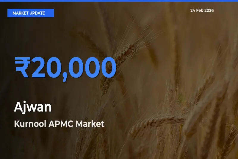 Market Watch: Kurnool APMC Becomes Top Mandi for Ajwan