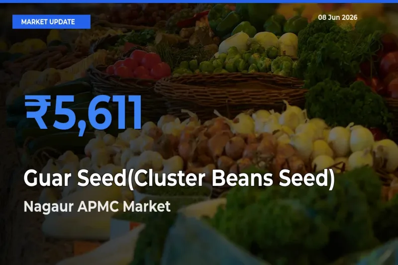 Farmers Prefer Nagaur APMC as Guar Seed(Cluster Beans Seed) Hits Highest Rate
