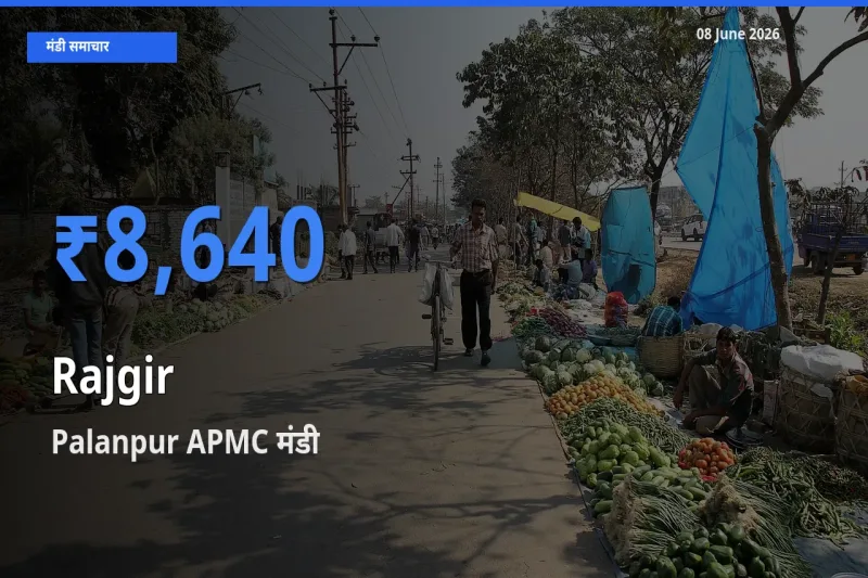 Palanpur APMC मंडी में राजगीर ₹8,640 पर पहुँचा – आज का सर्वोच्च भाव