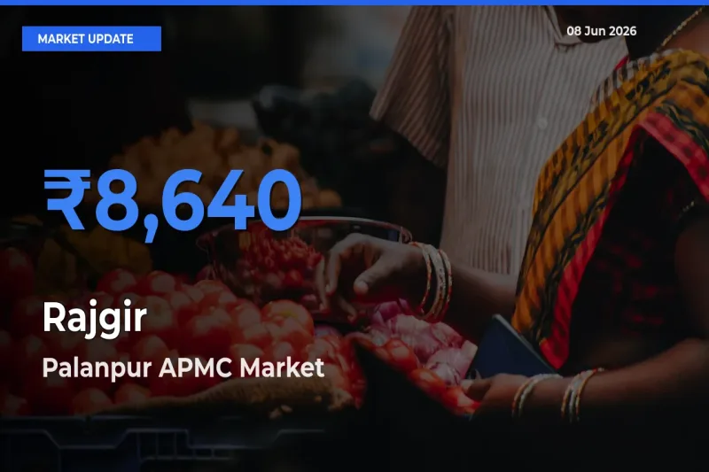 Palanpur APMC Tops Rajgir Mandi Rates Today