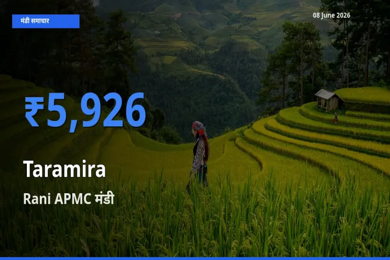 आज तारामीरा के सबसे ऊँचे दाम ₹5,926 Rani APMC मंडी में