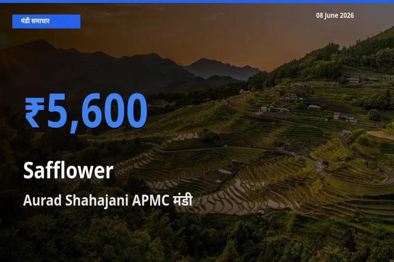 किसानों की पसंद बना Aurad Shahajani APMC, कुसुम के सबसे अच्छे दाम