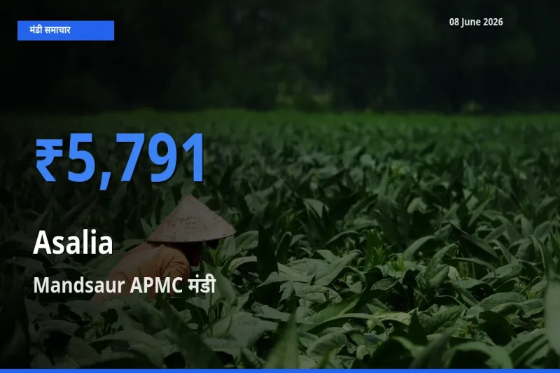 08 June अपडेट: असालिया (चंसुर बीज) के सबसे ऊँचे दाम Mandsaur APMC मंडी में