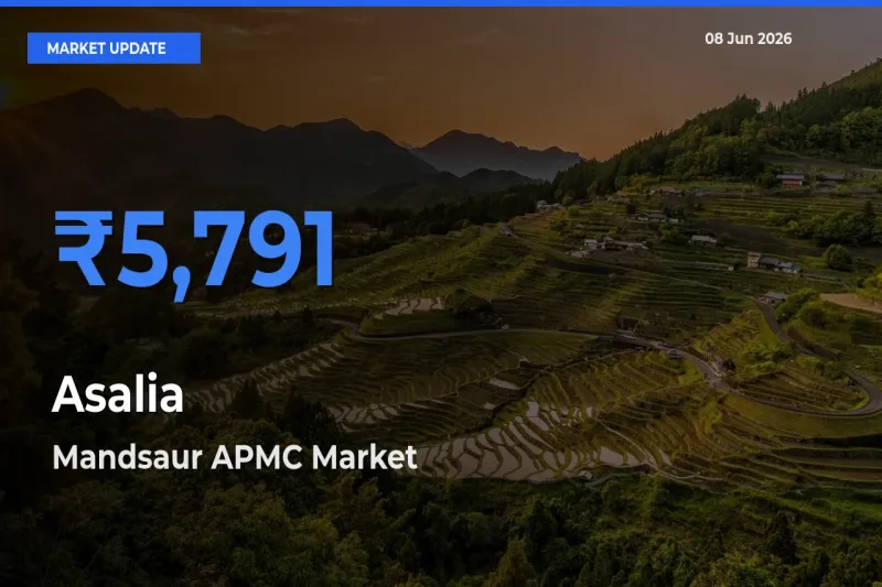 Mandsaur APMC Leads as Top Mandi for Asalia Prices