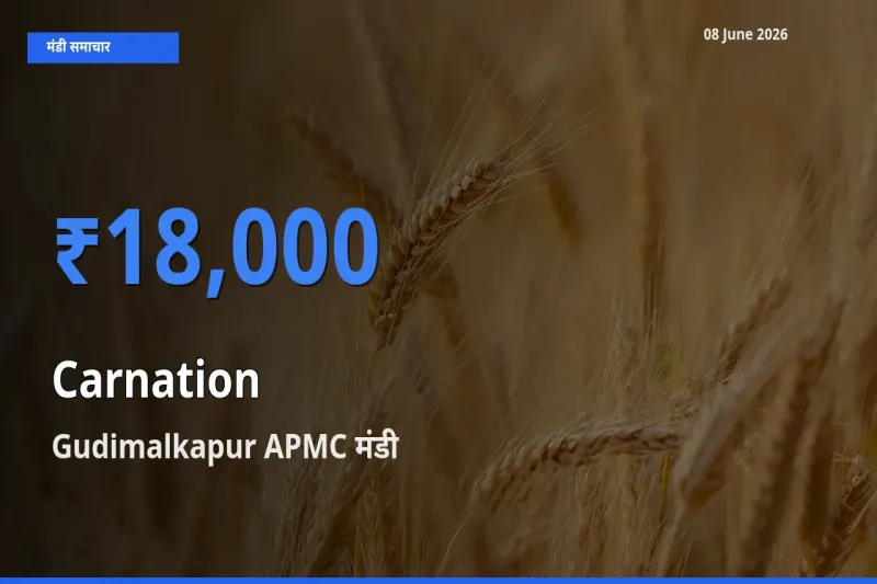 Gudimalkapur APMC मंडी में आज कार्नेशन (सजावटी फूल) के सबसे ऊँचे दाम दर्ज