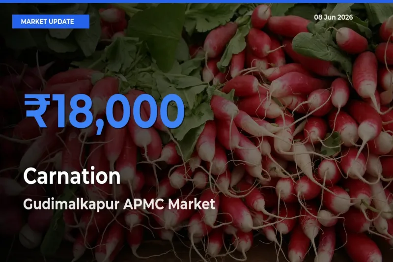 Gudimalkapur APMC Tops Carnation Rates – June 08 Market Update
