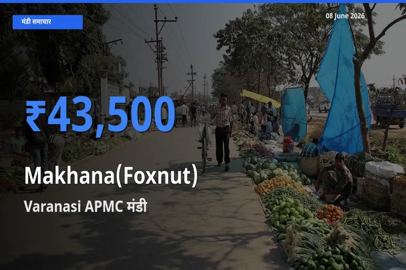 आज का मंडी भाव: मखाना के सबसे ज़्यादा दाम Varanasi APMC में