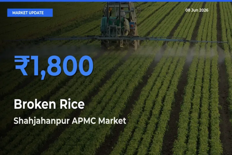 Market Watch: Shahjahanpur APMC Becomes Top Mandi for Broken Rice