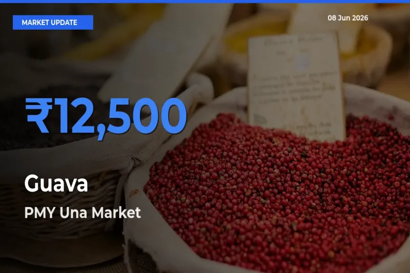 Market Watch: PMY Una Becomes Top Mandi for Guava