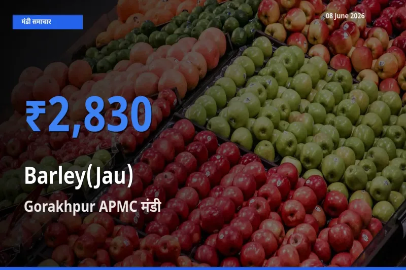 Gorakhpur APMC मंडी में आज जौ के सबसे ऊँचे दाम दर्ज