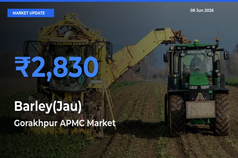 Gorakhpur APMC Tops Barley(Jau) Rates – June 08 Market Update