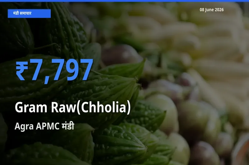 Agra APMC मंडी में हरा चना (छोलिया) ₹7,797 पर पहुँचा – आज का सर्वोच्च भाव