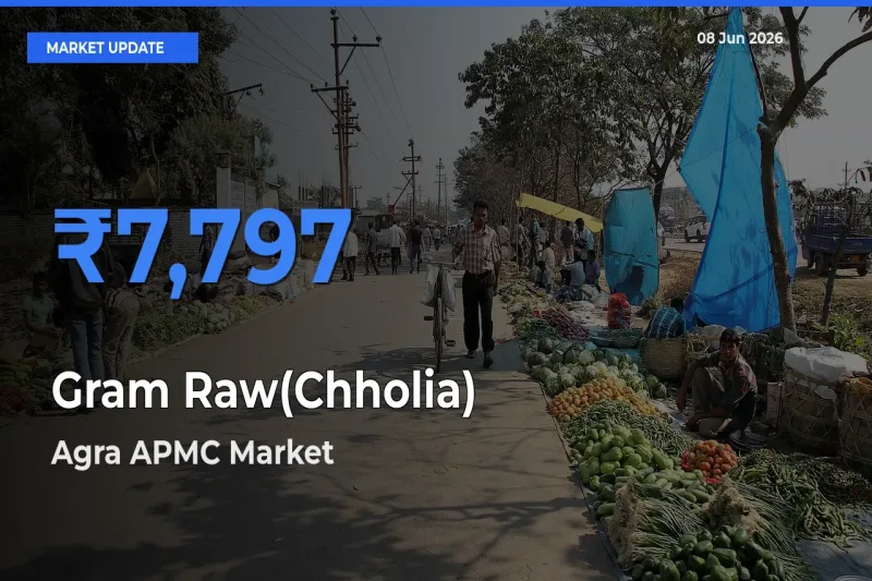 Agra APMC Records Highest ₹7,797 Rate for Gram Raw(Chholia)